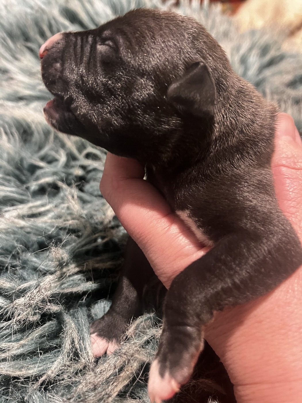 Mumulands Moon Daisy  De Mumu  - AGED 5 days old 