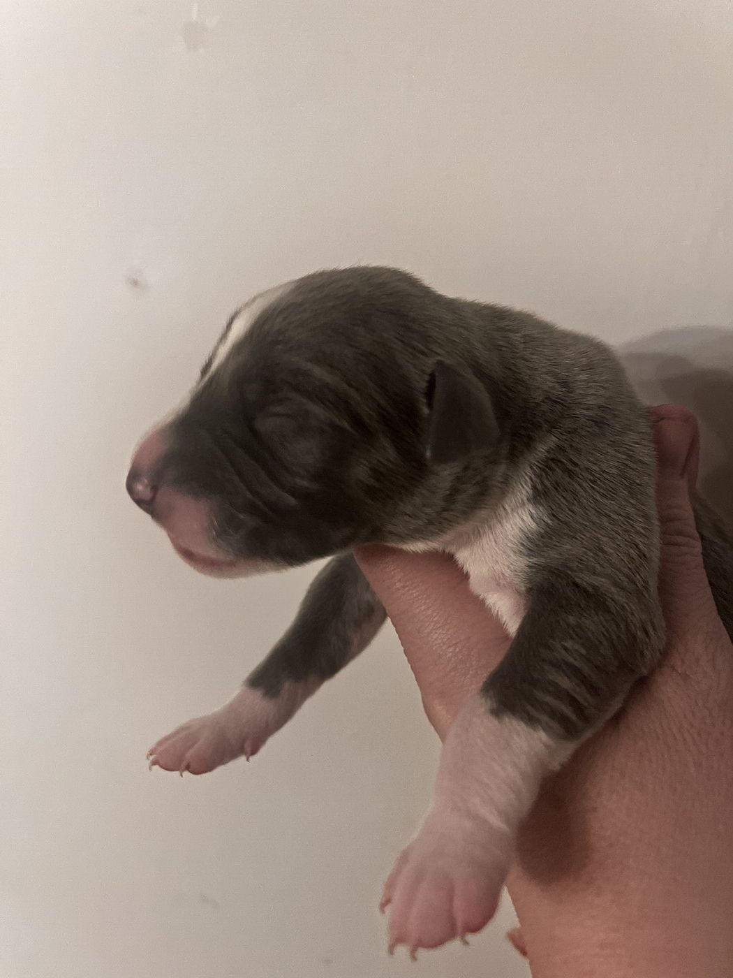 Mumulands Mulberry De Mumu  - AGED 5 days old 