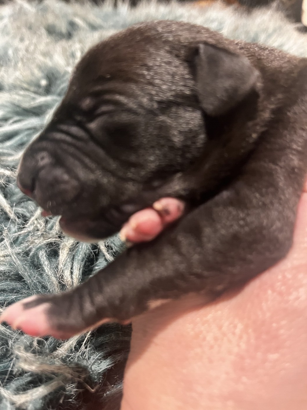 Mumulands Merrybell De Mumu - AGED 5 days old 