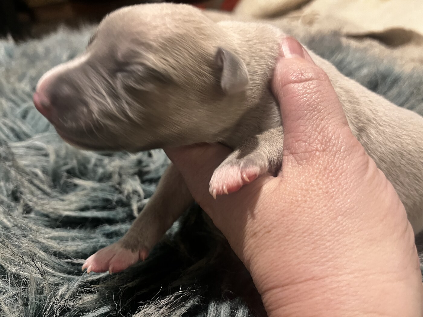 Mumulands Mistletoe De Mumu  - AGED 5 days old 