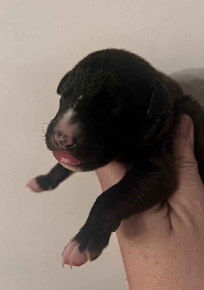 Mumulands Moon Daisy De Mumu  - AGED 5 days old 