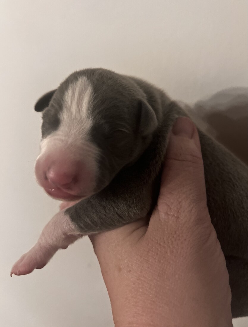 Mumulands Mascari De Mumu  - AGED 5 days old 