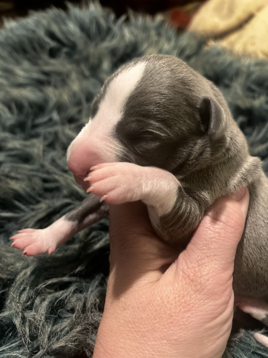 Mumulands Mascari De Mumu  - AGED 5 days old 