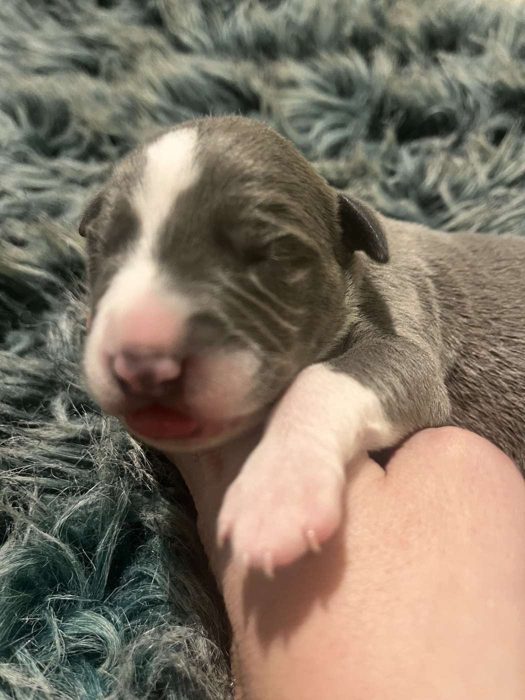 Mumulands Mulberry  De Mumu  - AGED 5 days old 