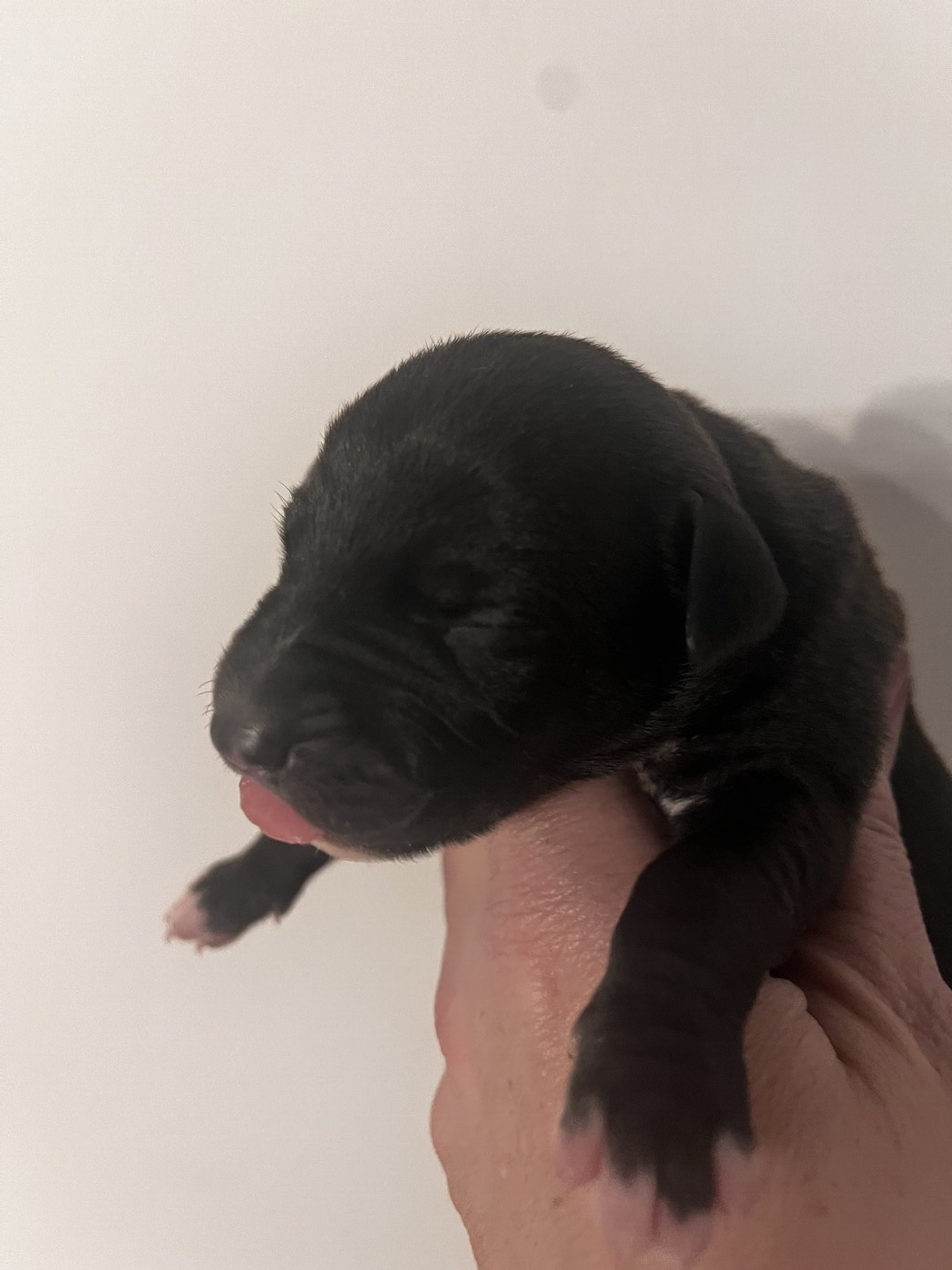 Mumulands Merrybell De Mumu - AGED 5 days old 