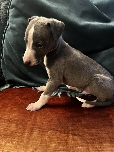 Mumulands Muscari De Mumu