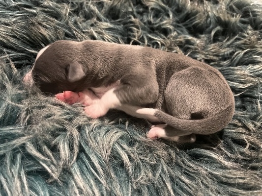 Mumulands Muscari De Mumu