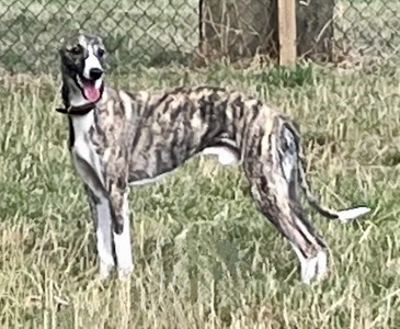 Mumuland's Hickory De Mumu (Percy)