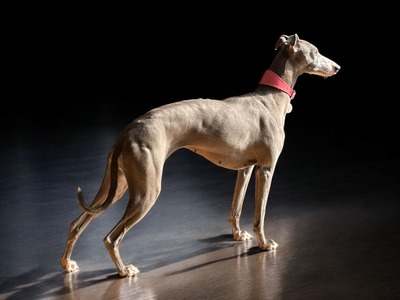 Mumuland's Calfuray De Mumu (Callie)
