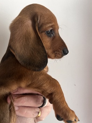 MUMUMLAND'S RED BARON BEETRUT  (Mortimer)