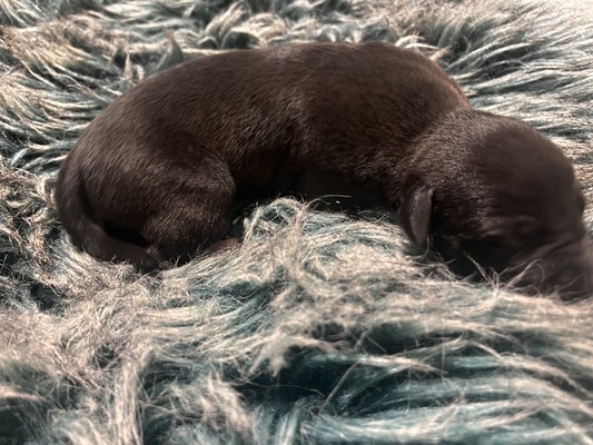 Mumulands Merrybell De Mumu 