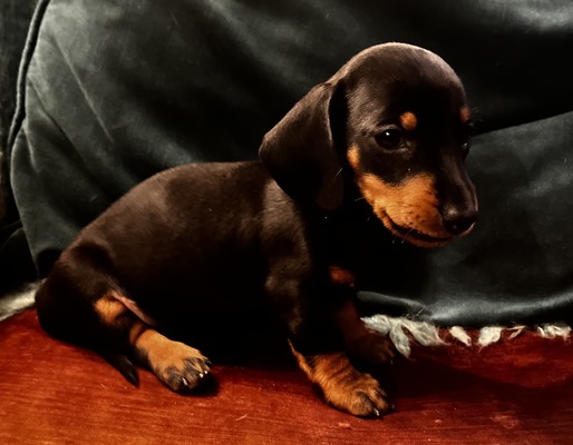 MUMULANDS THE BRAZEN RAISIN