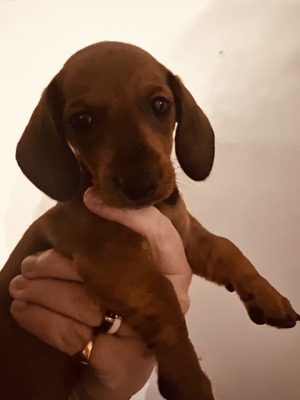 MUMULANDS BURNT TOAST (Hazel)