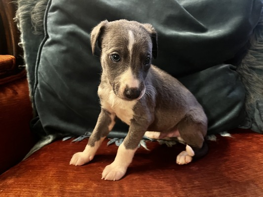 Mumulands Mulberry De Mumu