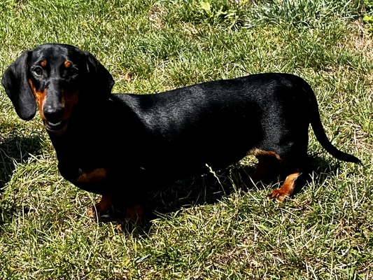 MUMULAND WHERE THE VIOLETS ARE BLUE (STRUDEL)