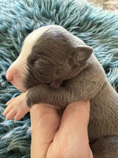 Mumulands Norbury De Mumu  (Moose )