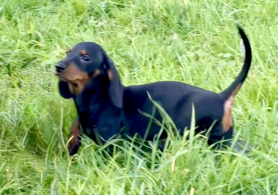 MUMULANDS BUTTERED CRUMPET (Crumpet)