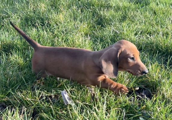 MUMULANDS BURNT EMBERHEART (Dougie )