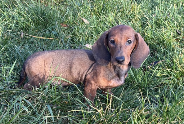 MUMULANDS PUMPKIN PATCH (Freddie )