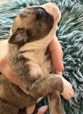 Mumulands Noodle De Mumu  (Fisher )