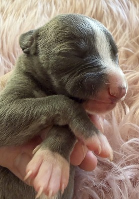 Mumulands Nettle De mumu  (Nettie)