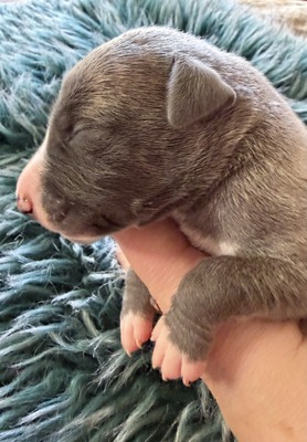 Mumulands Nacho De Mumu  (Ernie )