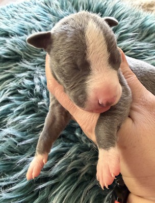 Mumulands Nugget De Mumu  (Ares)