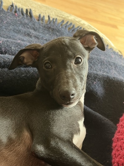 Mumulands Merrybell De Mumu (Margot )