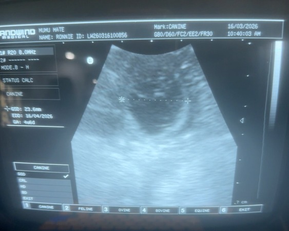 Scan Date: 16th March 2026