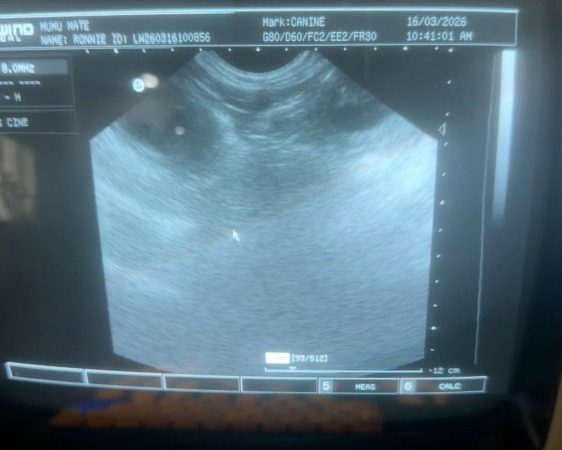 Scan Date: 16th March 2026