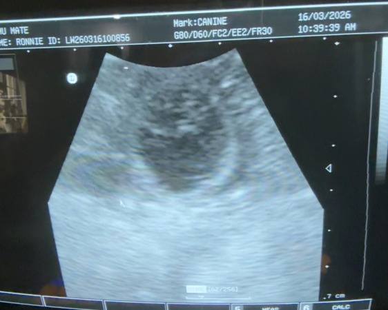 Scan Date: 16th March 2026