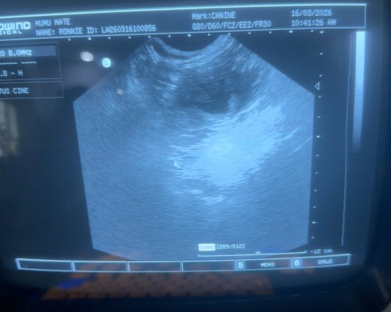 Scan Date: 16th March 2026