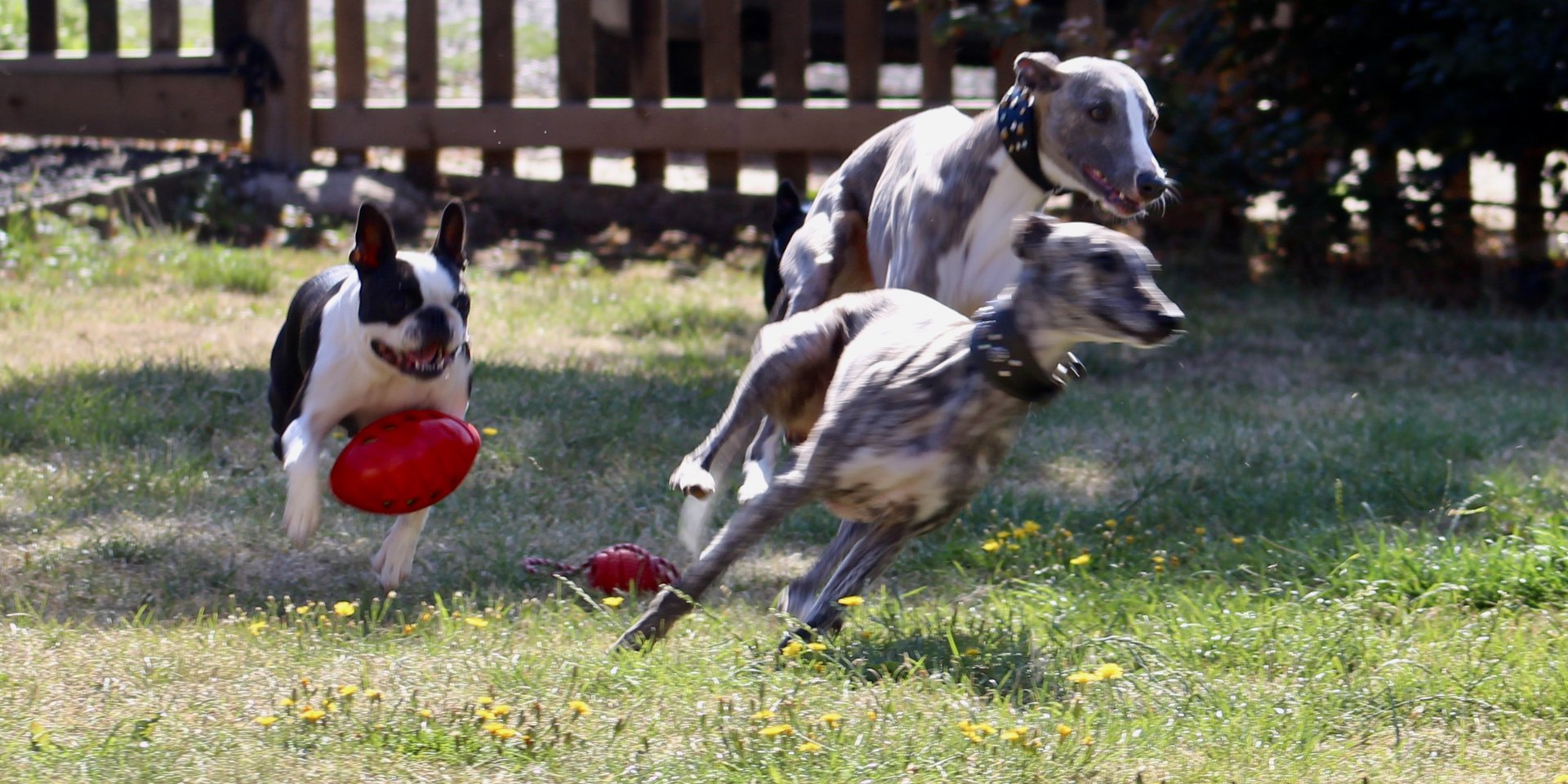 whippet puppies champdogs